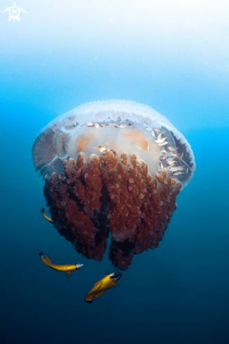 A Mosaic Jellyfish