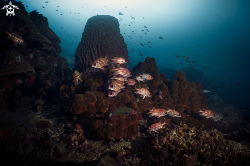 A Striped Squirrelfish