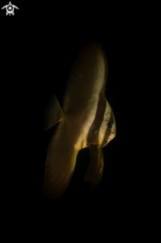 A Tall-fin Batfish (juvenile)