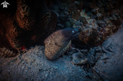 A White-eyed Moray eel
