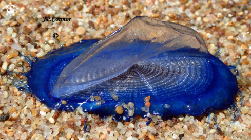 A Velella velella | Barque de la Saint-Jean