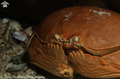 A Box crab