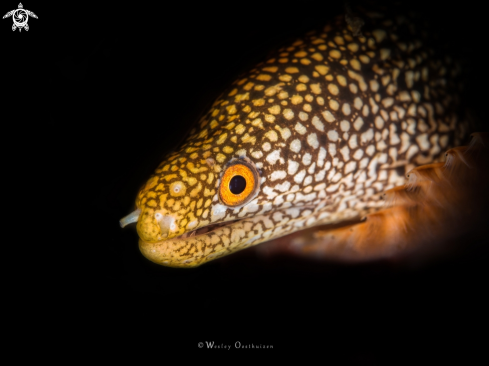 Abbott's moray eel