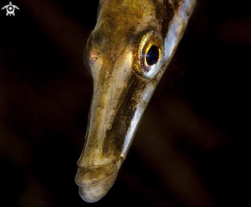 A Spinachia spinachia | Fifteen-spined Stickleback