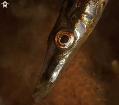 A Fiftheen-spined stickleback