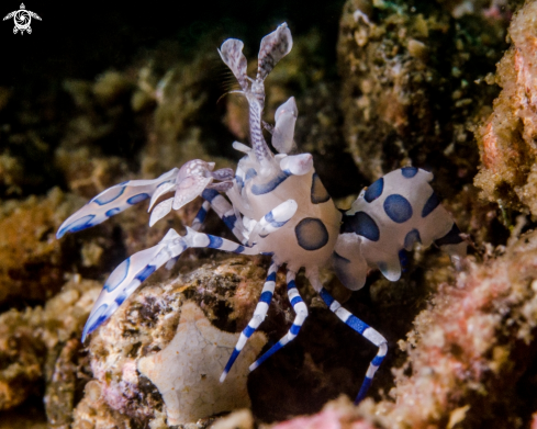 A Harlequin Shrimp