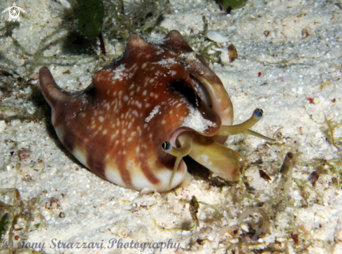 A Euprotomus bulla | Bubble conch