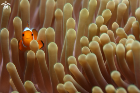 A Amphiprioninae | Clownfish