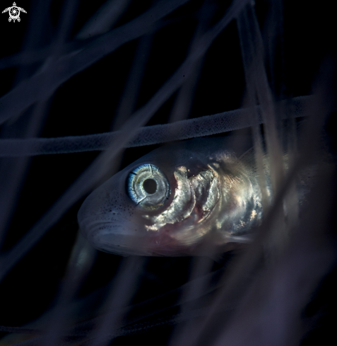 A Lionsmane jellyfish + whitting