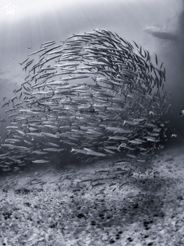 A Sphyraena qenie | Chevron Barracuda