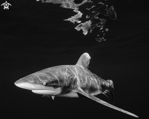 A Carcharhinus longimanus | Oceanic White Tip 