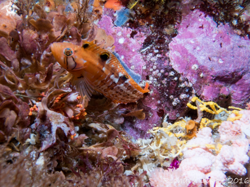 A Cremnochorites capensis | Cape Triplefin