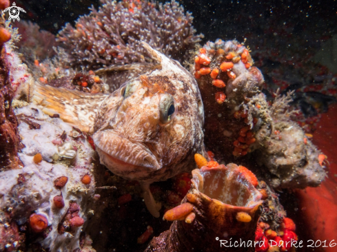 A Maned Blenny