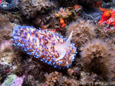 A Bonisa nakaza | Gas flame Nudibranch