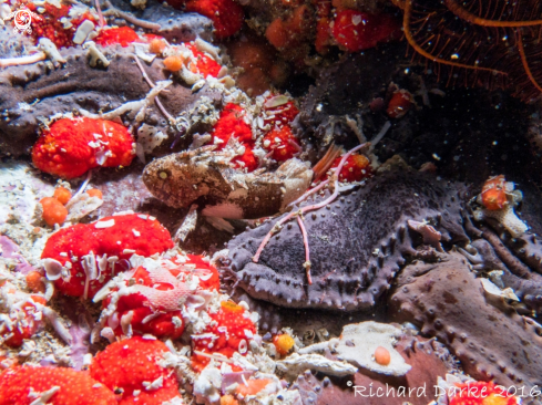 A Coccotropsis gymnoderma | Smoothskin Scorpionfish