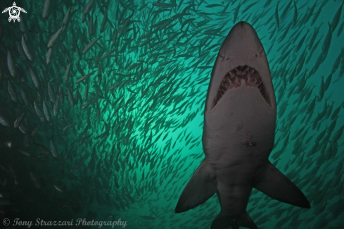 A Carcharias taurus | Grey nurse shark