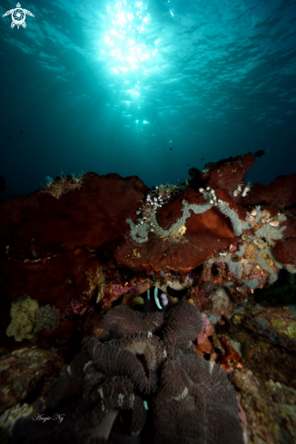 A Amphiprion clarkii | Clarks Anemonefish