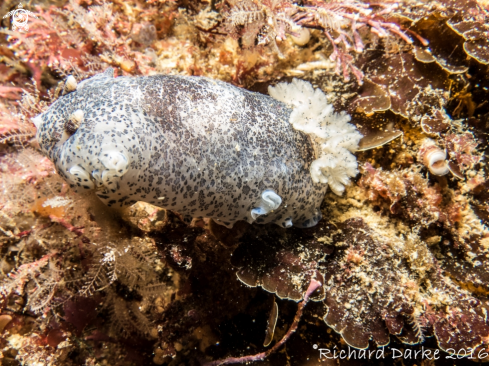 A Blue-speckled Nudibranch