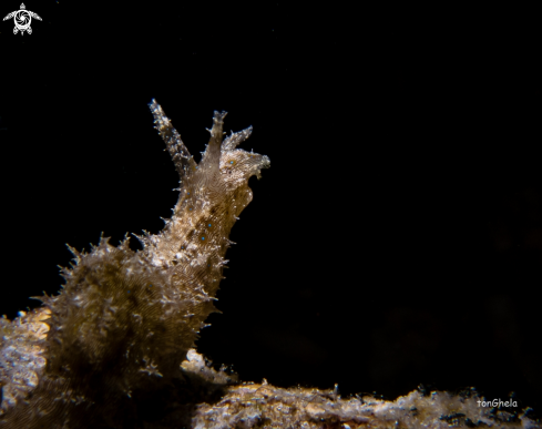 A Bursatella leachii  | Hairy Sea Hare