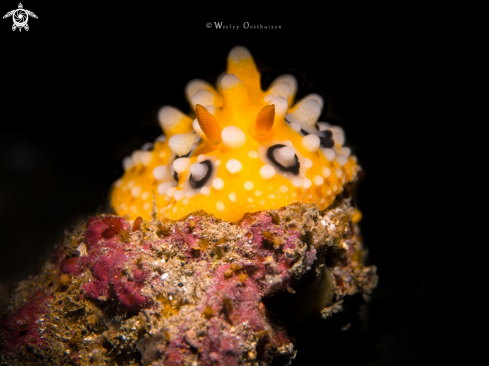 A Phyllidia ocellata | Nudibranch