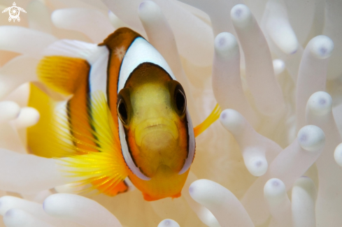 A Clownfish