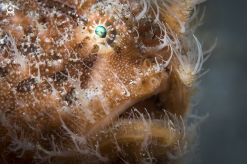 A Hairy Frogfish