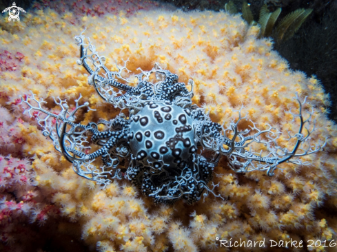 A Basket Star