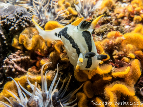 A Crowned Nudibranch