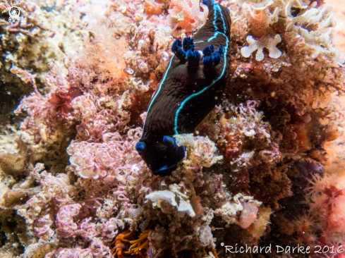 A Black Nudibranch