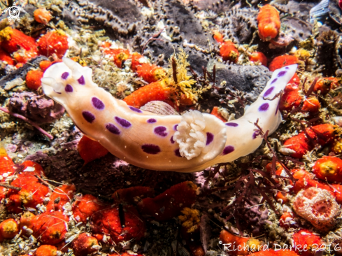 A Ceratosoma ingozi | Ink-spot Nudibranch