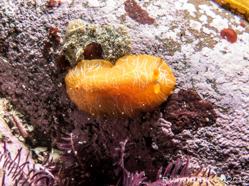 A Doriopsilla miniata | Scribbled Nudibranch