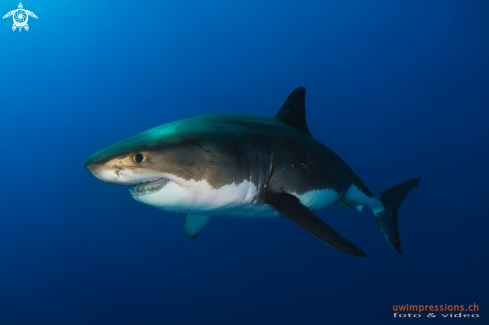 A White Shark