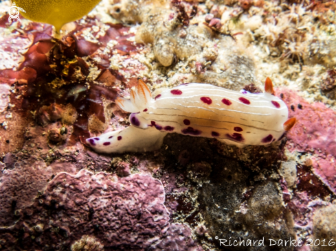 A Hypselodoris capensis | Cape Dorid