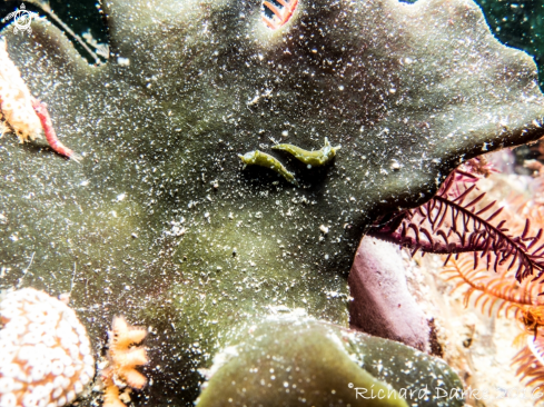 A Plant-sucking Nudibranch