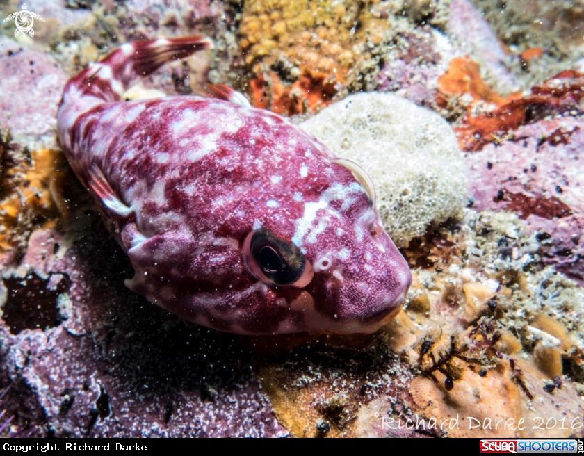 A Chubby Clingfish
