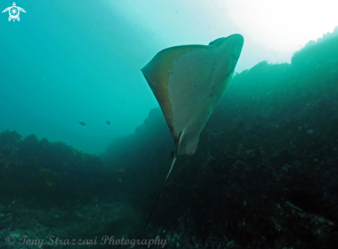 A Myliobatis australis | Eagleray