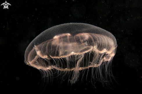 A Moon Jelly