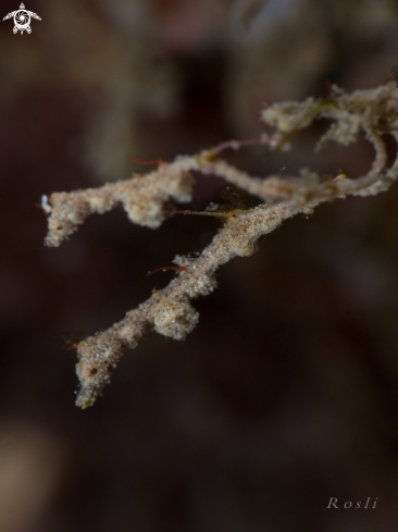 A Lembeh Seadragon