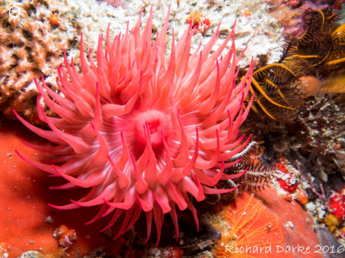 A False Plum Anemone