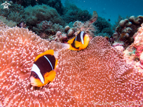 A Amphiprion allardi | Twobar Anemonefish