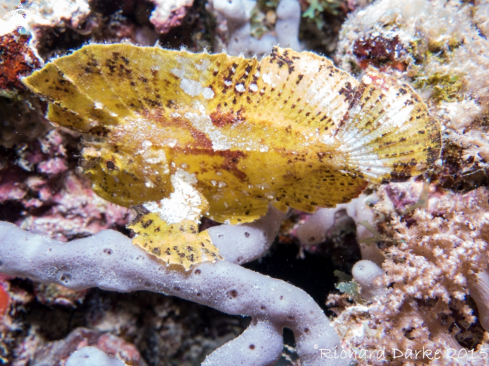 A Taenianotus triacanthus | Paper Fish