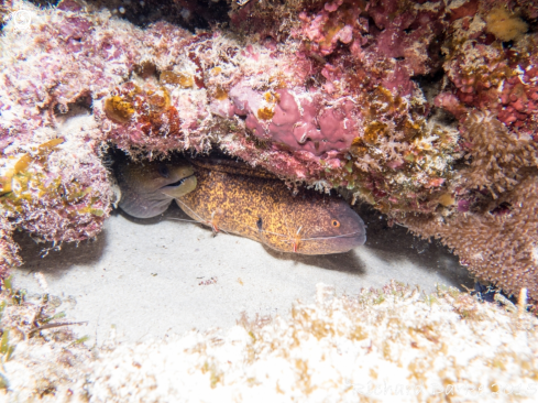 A Yellow Edge Moray