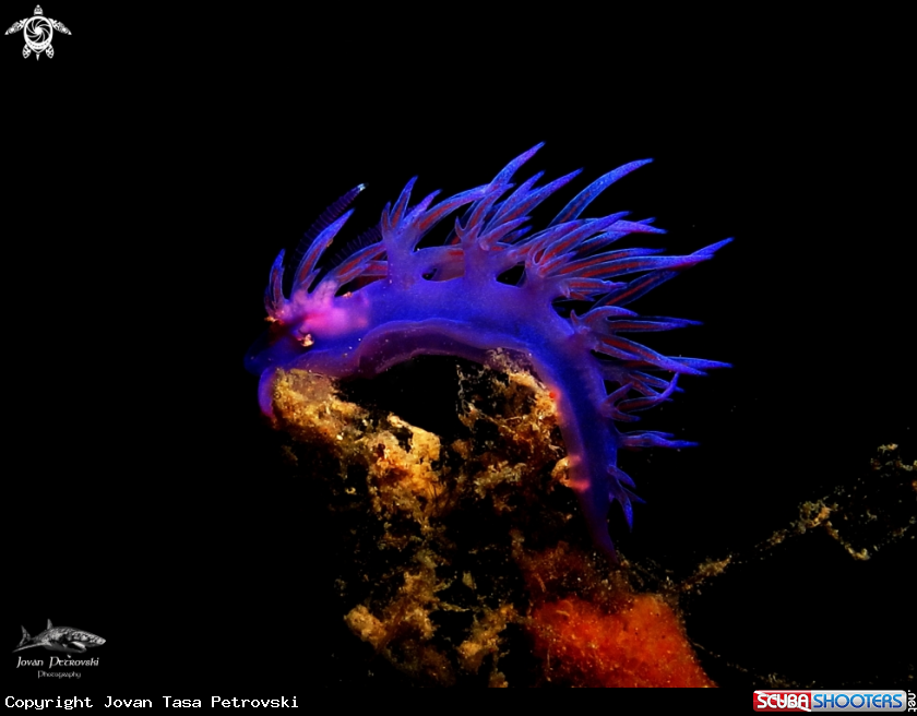 A Purple flabelina.