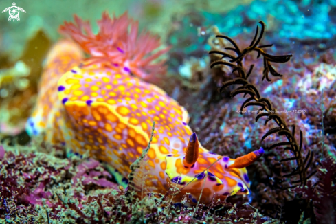 A Ceratosoma trilobatum (J.E. Gray, 1827) | nudi