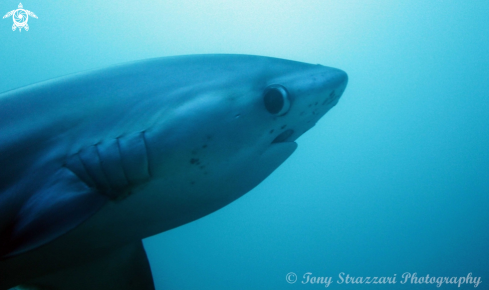 A Thresher shark