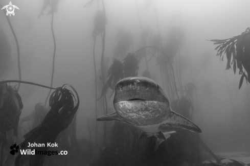 A Broadnose Sevengill Shark