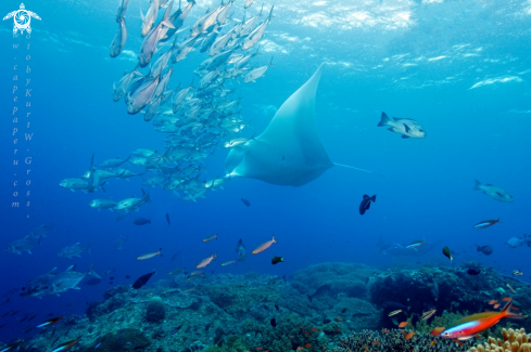 A Manta birostris | Manta Ray