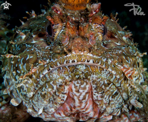 A scorpion fish