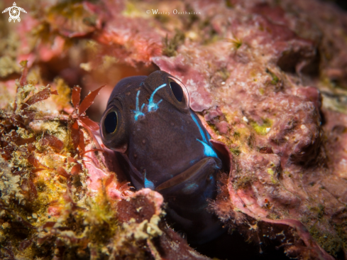 A Black Combtooth Blenny