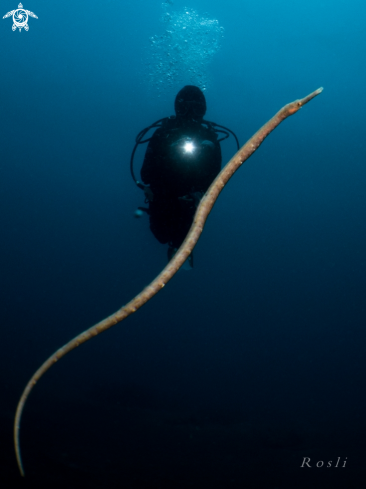 A Bend Stick Pipefish